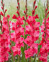 Gladiolus Fairytale Pink, Forever Bulbs, For Ever Bulbs
