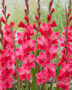 Gladiolus Fairytale Pink, Forever Bulbs