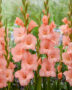 Gladiolus salmon pink