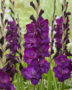 Gladiolus Mombasa, Forever Bulbs