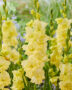 Gladiolus geel