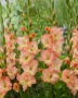 Gladiolus Eminence, Forever Bulbs