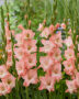 Gladiolus Karma, Forever Bulbs