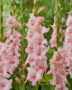 Gladiolus Adrenalin, Forever Bulbs