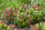 Skimmia japonica combination