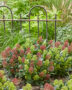 Skimmia japonica combination