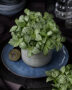 Fittonia Mini Whisper