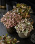 Fittonia Zalm Star, Fittonia Pink Forest Flame, Fittonia Joly Josan