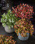 Fittonia Forest Flame, Fittonia Mini Whisper, Fittonia Pink Special