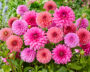 Pink Dahlia mix