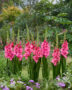 Gladiolus Sweet Love, Forever Bulbs, For Ever Bulbs