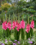 Gladiolus Sweet Love, Forever Bulbs