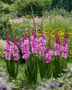 Gladiolus Xperience, Forever Bulbs, For Ever Bulbs