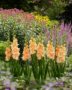 Gladiolus The Great Queen Elizabeth, Forever Bulbs