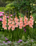 Gladiolus pink