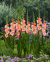 Gladiolus Donatella, Forever Bulbs