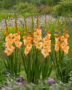 Gladiolus oranje