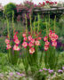 Gladiolus Apricot Bubble Gum, Forever Bulbs
