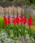 Gladiolus Dador de Pan, Forever Bulbs