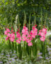 Gladiolus Pink Parrot, Forever Bulbs