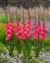 Gladiolus Fairytale Pink, Forever Bulbs, For Ever Bulbs