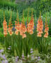 Gladiolus orange bicolour