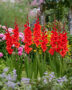 Gladiolus Magma, Forever Bulbs, For Ever Bulbs