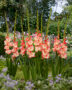 Gladiolus Gerona, Forever Bulbs
