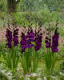 Gladiolus Mombasa, Forever Bulbs