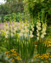 Gladiolus Lemon Tree, Forever Bulbs