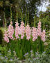 Gladiolus Adrenalin, Forever Bulbs