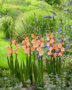 Gladiolus Eminence, Forever Bulbs