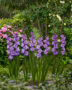 Gladiolus Performer, Forever Bulbs