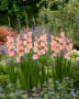 Gladiolus Karma, Forever Bulbs