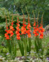 Gladiolus Live Oak, Forever Bulbs