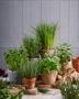 Popular herb collection