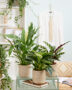 Philodendron White Wave
Spathiphyllum Jet Diamond
Calathea insignis