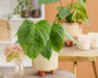 Philodendron nangaritense