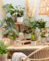 Kamerplanten collectie
Philodendron gloriosum
Ctenanthe Amagris	
Alocasia Tiny Dancer
Philodendron billietiae
Syngonium Maria Brocante	
Syngonium Neon	
Philodendron White Wave
Monstera minima