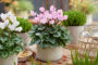 Cyclamen light pink