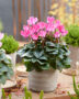 Cyclamen pink