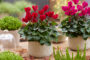 Cyclamen red