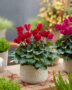 Cyclamen red