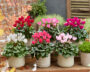 Cyclamen collection