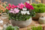 Cyclamen combination