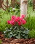 Cyclamen salmon