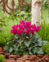 Cyclamen purple