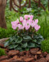 Cyclamen light pink