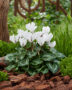 Cyclamen white