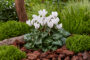 Cyclamen white